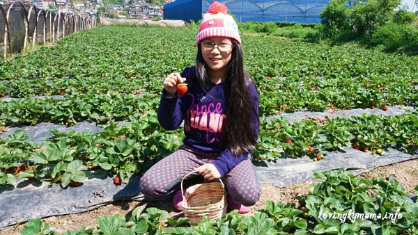Baguio City - strawberry picking - La Trinidad - birthday adventure