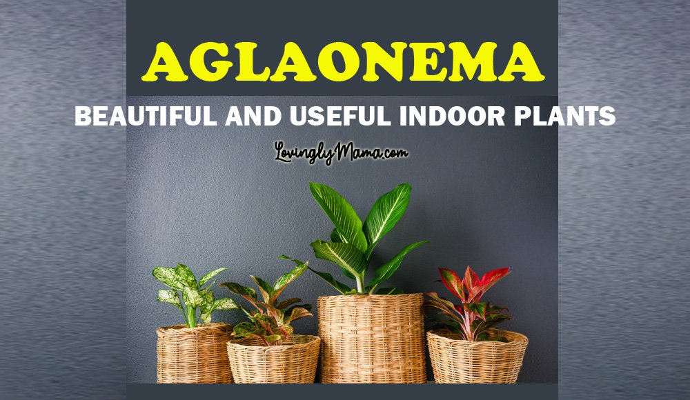 Why Beautiful Chinese Evergreens Are Good Indoor Plants Aglaonema